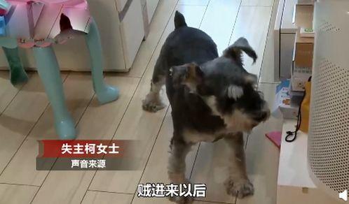 狗狗看戏吃瓜图片,萌态十足！