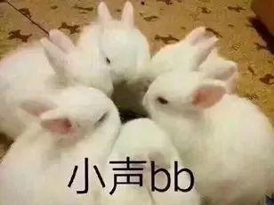 看兔吃瓜,揭秘动物界的趣味食事