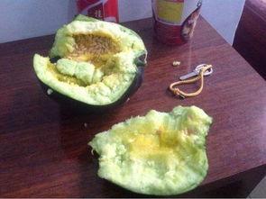 乡下舞台吃瓜,瓜香四溢的欢乐时光