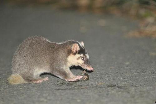 猹吃瓜的梗,瓜中瓜，瓜事连连笑开颜