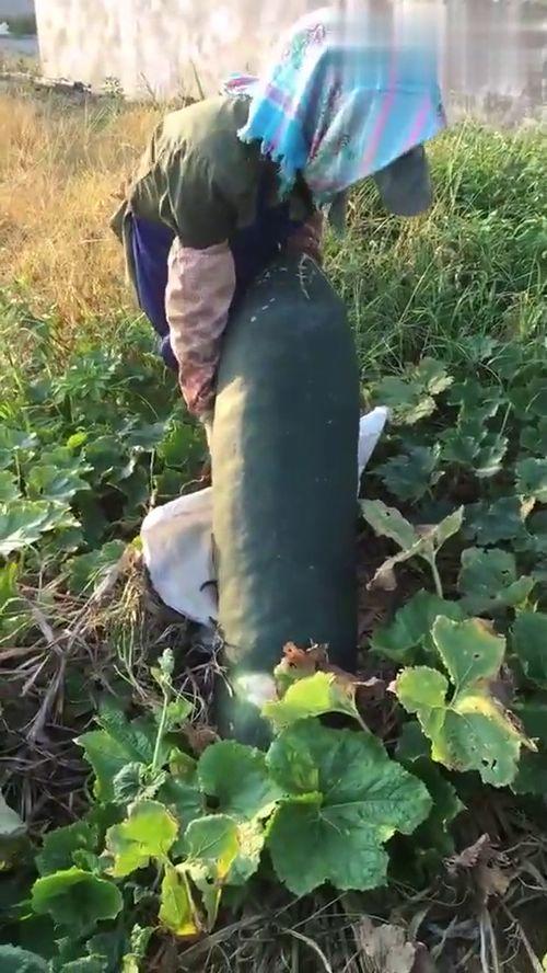 什么烂瓜都吃,品味生活的酸甜苦辣