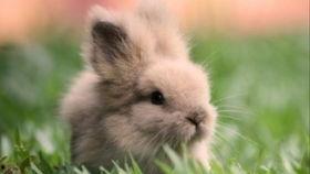 道具吃瓜小兔,揭秘神秘道具背后的趣味与智慧