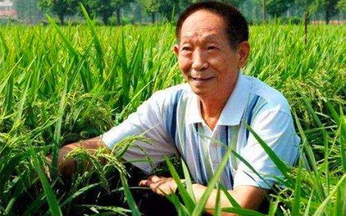 袁隆平吃瓜群众,从田间劳作到吃瓜群众的美食探索