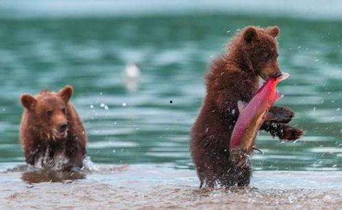 吃瓜小熊打球视频